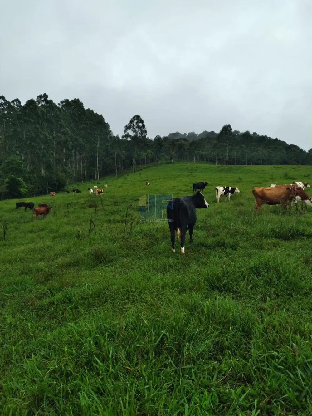 Fazenda a venda em Salete SC Alto Vale do Itajaí