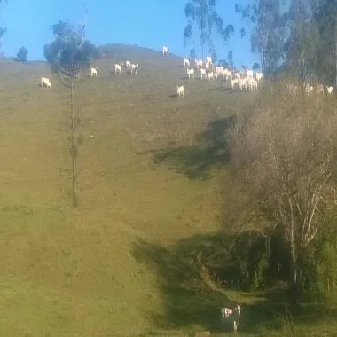 Excelente área com 71 hectares, bairro Caetés cidade de Camboriú.