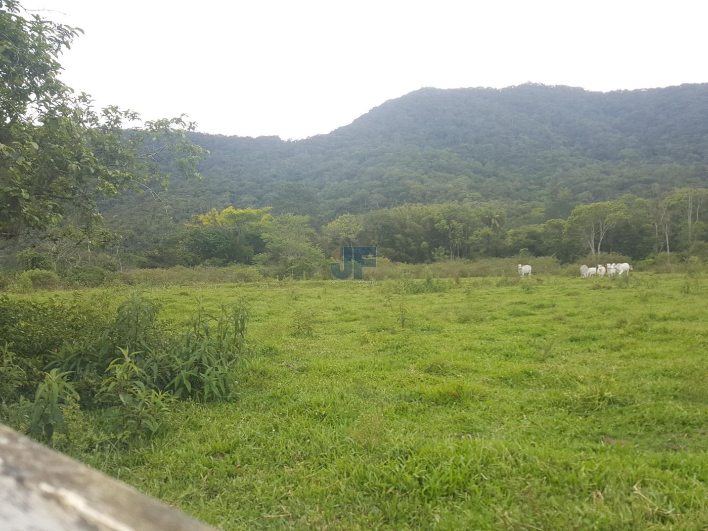 Esse sítio no bairro Rio do Meio, em Camboriú, é uma verdadeira oportunidade.