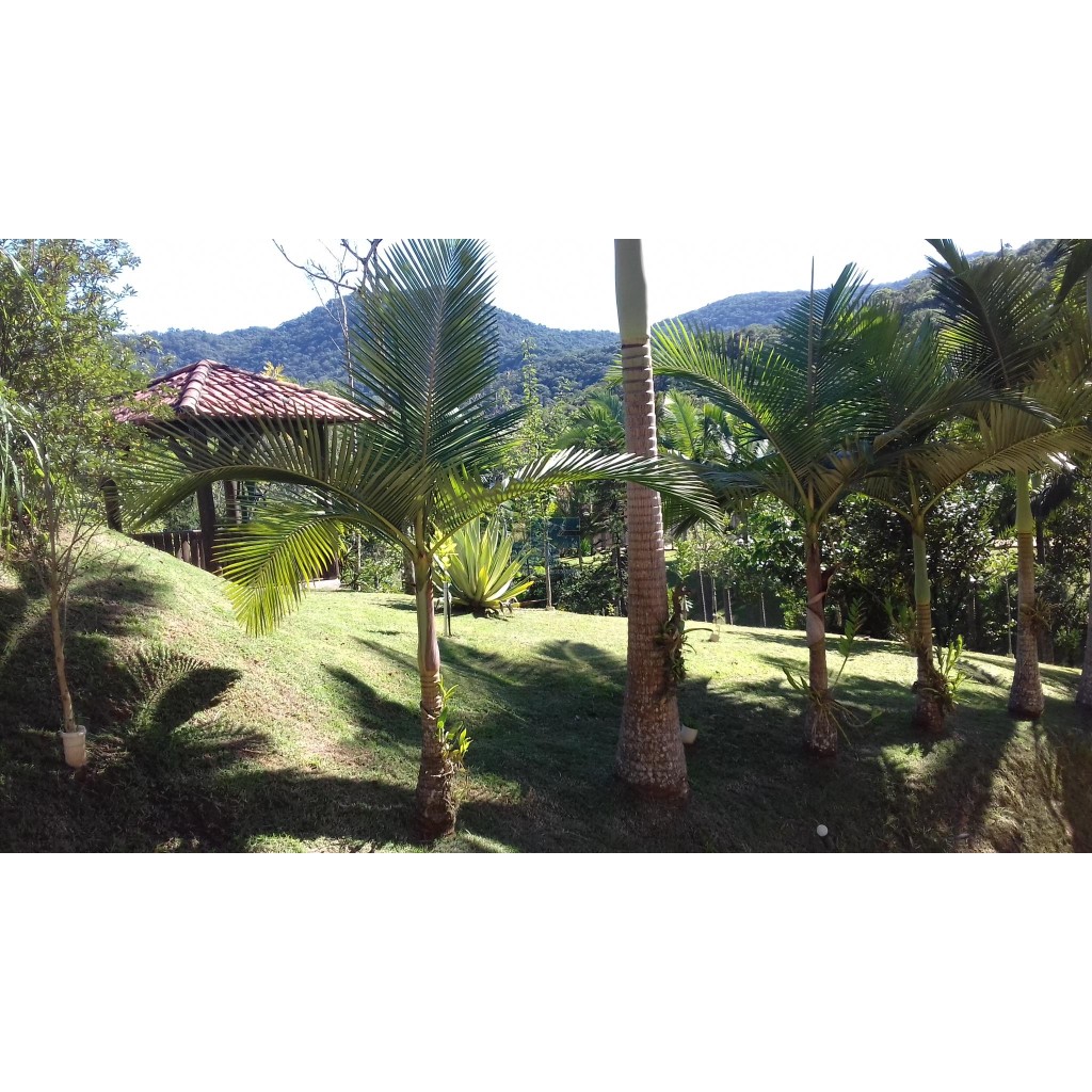 Sitio para Quem Tem Bom Gosto Encontra - Se A 24 Km De Balneário Camboriú    