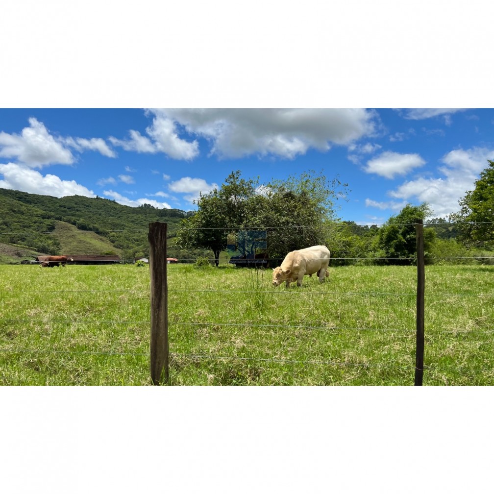 Essa fazenda em Tijucas/SC é uma verdadeira potência rural 