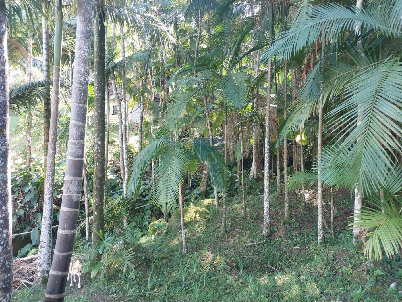 Esse sítio no bairro Limeira, em Brusque/SC, é uma excelente opção.
